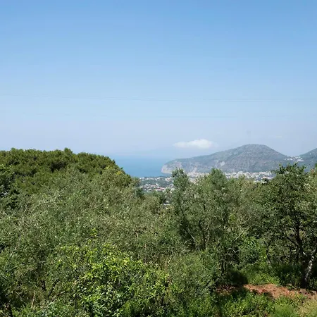 Sulle Colline Di Sorrento *